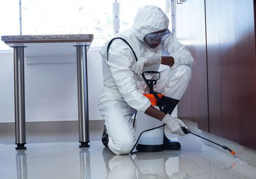 Dấu hiệu nhận biết cần diệt côn trùng nhà máy tại Quận 12?