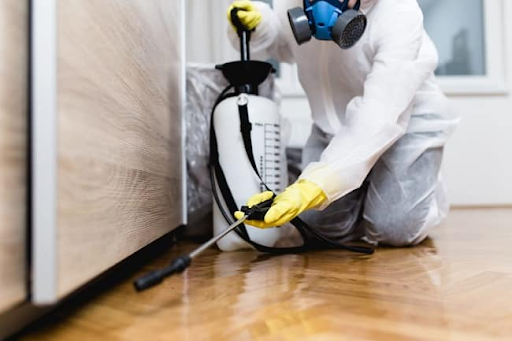 Dấu hiệu nhận biết cần diệt côn trùng nhà máy tại Quận 12?