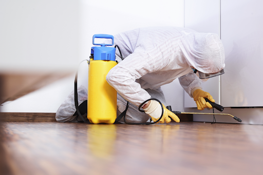 Quy trình kiểm soát côn trùng nhà máy tại Quận 11 từ A đến Z
