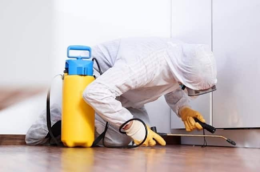 Quy trình kiểm soát côn trùng nhà máy tại Quận 11 từ A đến Z