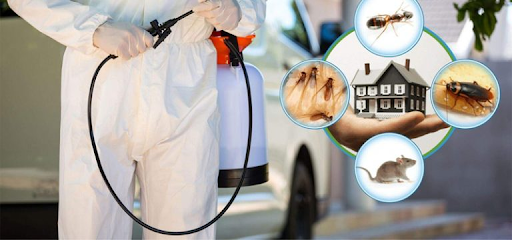 So sánh các phương pháp kiểm soát côn trùng nhà máy tại Tân Phú