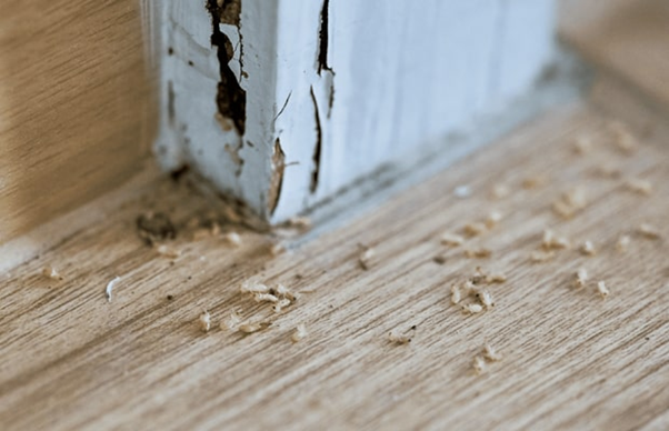 dịch vụ xử lý mối