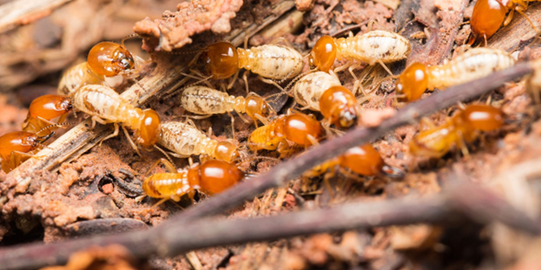 Diệt mối tận gốc 