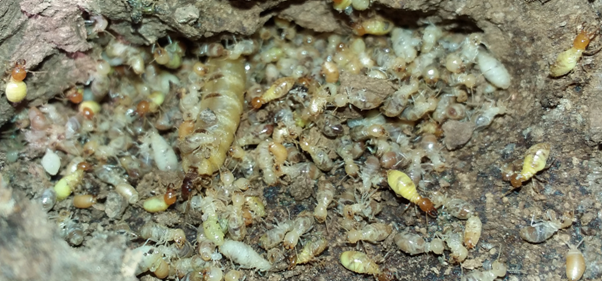 Diệt mối tận gốc 