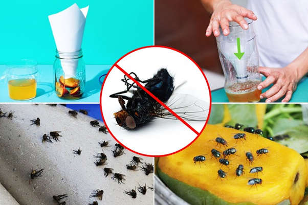 ngăn chặn ruồi phát triển 