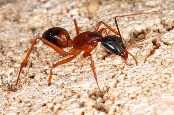 nhận diện và phòng ngừa kiến