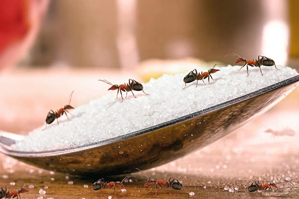 nhận diện và phòng ngừa kiến