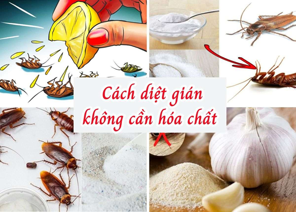 mẹo diệt gián tận gốc