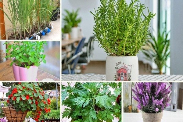 ngăn chặn muỗi hiệu quả