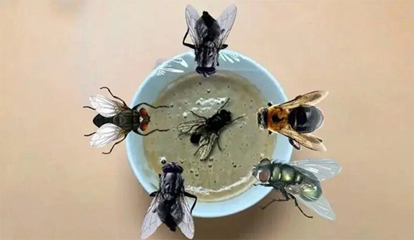 cách đuổi ruồi đơn giản