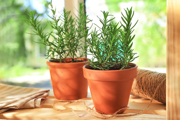 cách đuổi ruồi đơn giản