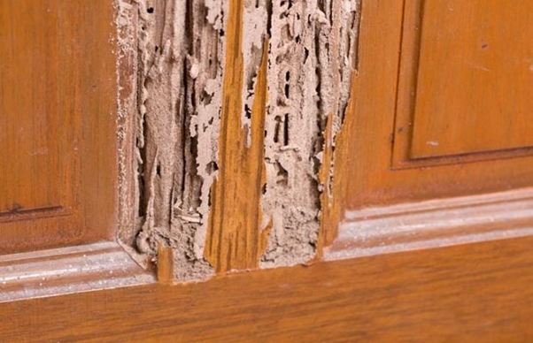 xử lý mối mọt tủ gỗ