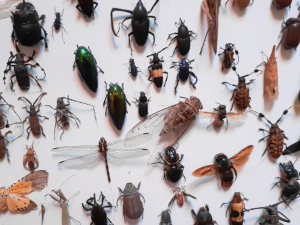 cách chống côn trùng