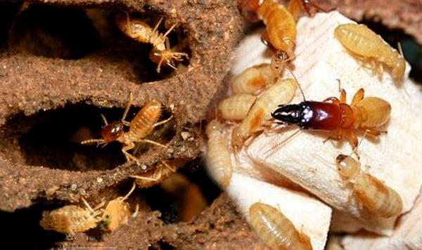 phun thuốc diệt côn trùng