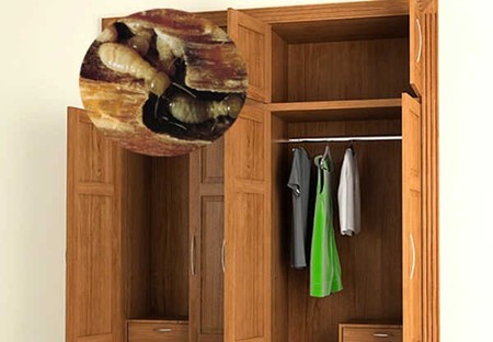 cách chống mối cho tủ gỗ