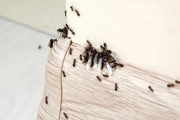 diệt kiến trong bếp