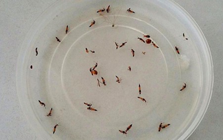 diệt kiến trong bếp 