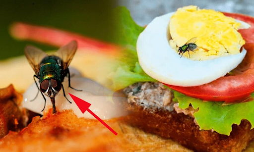 Phòng chống ruồi quán ăn và nhà hàng nhỏ an toàn vệ sinh 