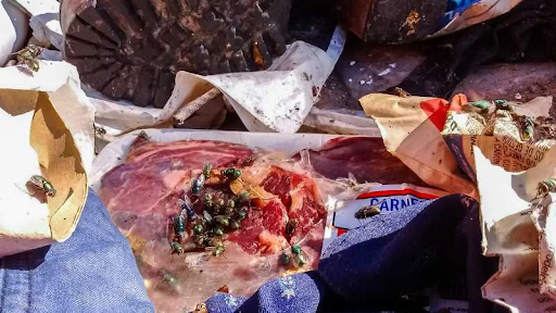 Phòng chống ruồi quán ăn và nhà hàng nhỏ an toàn vệ sinh 