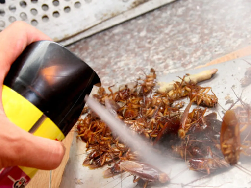 Cách nhận biết dịch vụ diệt gián trần nhà gỗ chất lượng
