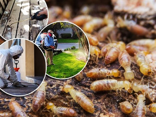 So sánh giữa hai phương pháp phòng mối hóa học và sinh học