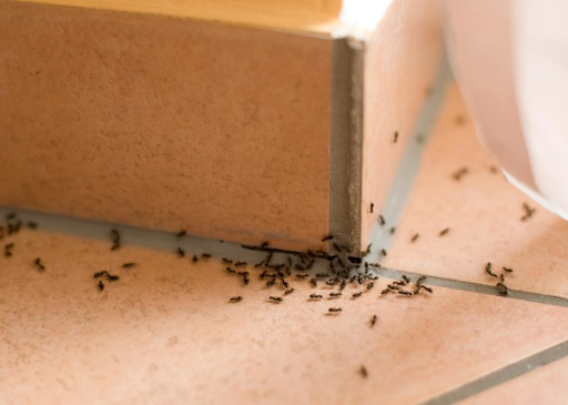 Cách tiêu diệt kiến ba khoang trong nhà vệ sinh hiệu quả