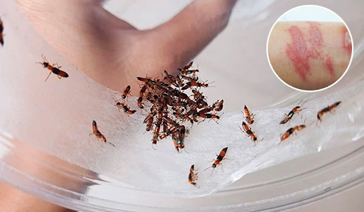 Cách tiêu diệt kiến ba khoang trong nhà vệ sinh hiệu quả