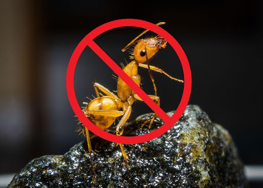 Hướng dẫn cách chọn thuốc diệt kiến an toàn cho trẻ nhỏ