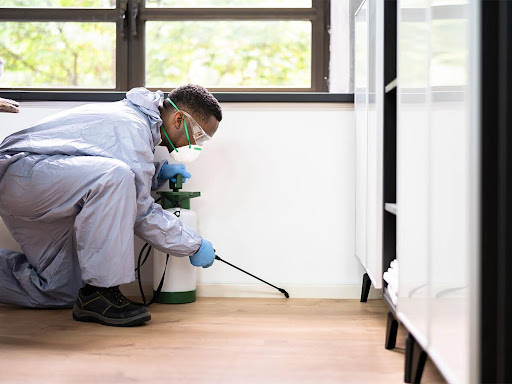 Có nên xịt muỗi mỗi tuần vào mùa cao điểm sinh sản côn trùng