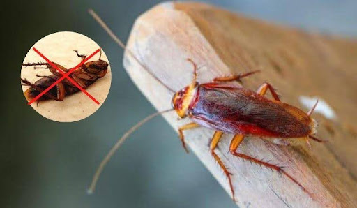 Làm cách nào để gián không quay lại sau khi phun thuốc?
