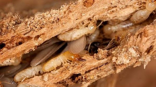 Robot diệt mối thông minh bảo vệ ngôi nhà bạn 24/7