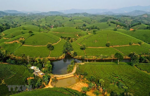 Ứng dụng AI trong kiểm soát côn trùng cho nông nghiệp