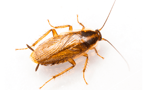 Công nghệ cảm biến côn trùng sớm bảo vệ gia đình bạn