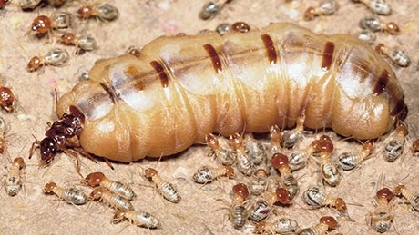 Vòng đời đáng sợ của mối chúa và sức tàn phá kinh hoàng