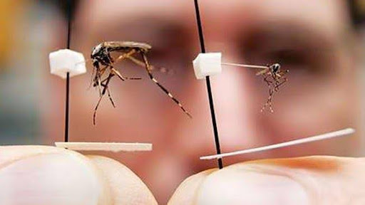 Phân biệt muỗi sốt xuất huyết và muỗi thường cách nhận biết