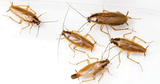 Gián Đức và Gián Mỹ đâu là loài nguy hiểm hơn cho nhà bạn?