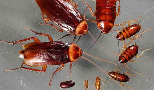 Gián Đức và Gián Mỹ đâu là loài nguy hiểm hơn cho nhà bạn?