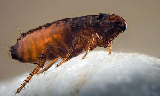 Đặc điểm sinh học của bọ chét tại sao chúng khó diệt?