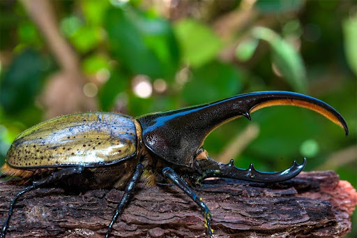 7 sự thật thú vị về côn trùng có thể bạn chưa từng nghe