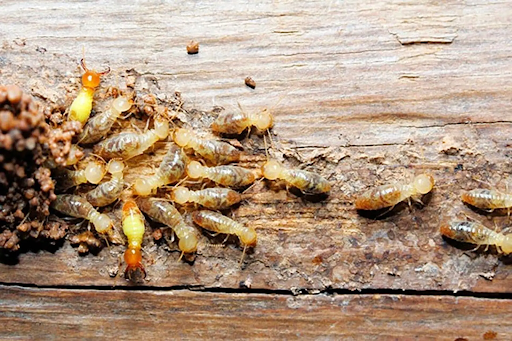 Bảng giá dịch vụ diệt mối 2025 có gì 'HOT' đáng xem?
