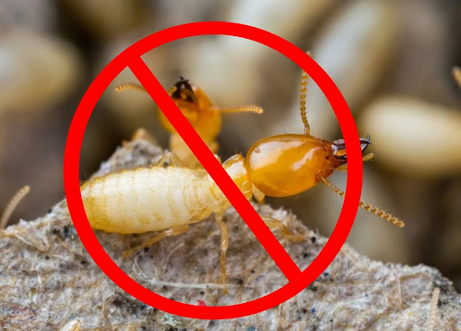 Bảng giá dịch vụ diệt mối 2025 có gì 'HOT' đáng xem?
