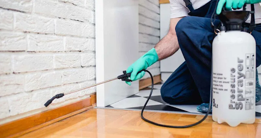 Nên tự diệt kiến tại nhà hay thuê dịch vụ chuyên nghiệp