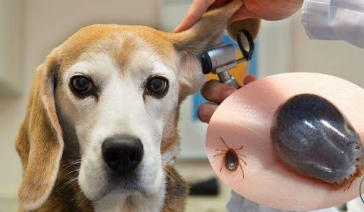 Diệt ve chó tại nhà bằng cách nào vừa nhanh vừa an toàn