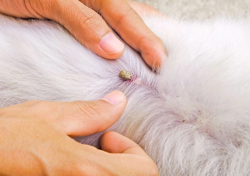 Tác hại của ve chó với trẻ nhỏ và cách phòng ngừa hiệu quả