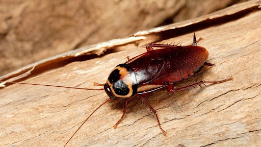 Mẹo nhận biết tổ gián và tiêu diệt triệt để không tái phát