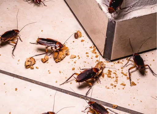 Mẹo nhận biết tổ gián và tiêu diệt triệt để không tái phát