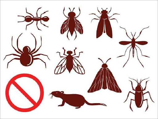 Tác hại của côn trùng ảnh hưởng tới sức khỏe trong môi trường