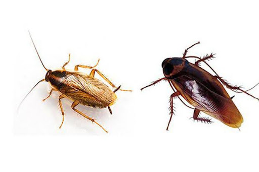 Tác hại của gián gây dị ứng và bệnh hô hấp nguy hiểm ở người