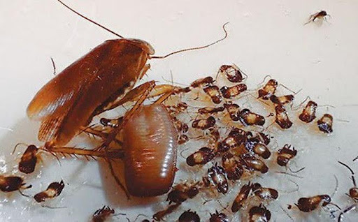 Tác hại của gián gây dị ứng và bệnh hô hấp nguy hiểm ở người