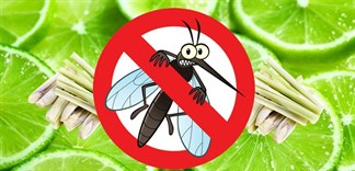 Tinh dầu sả chanh đuổi muỗi, an toàn cho trẻ nhỏ gia đình